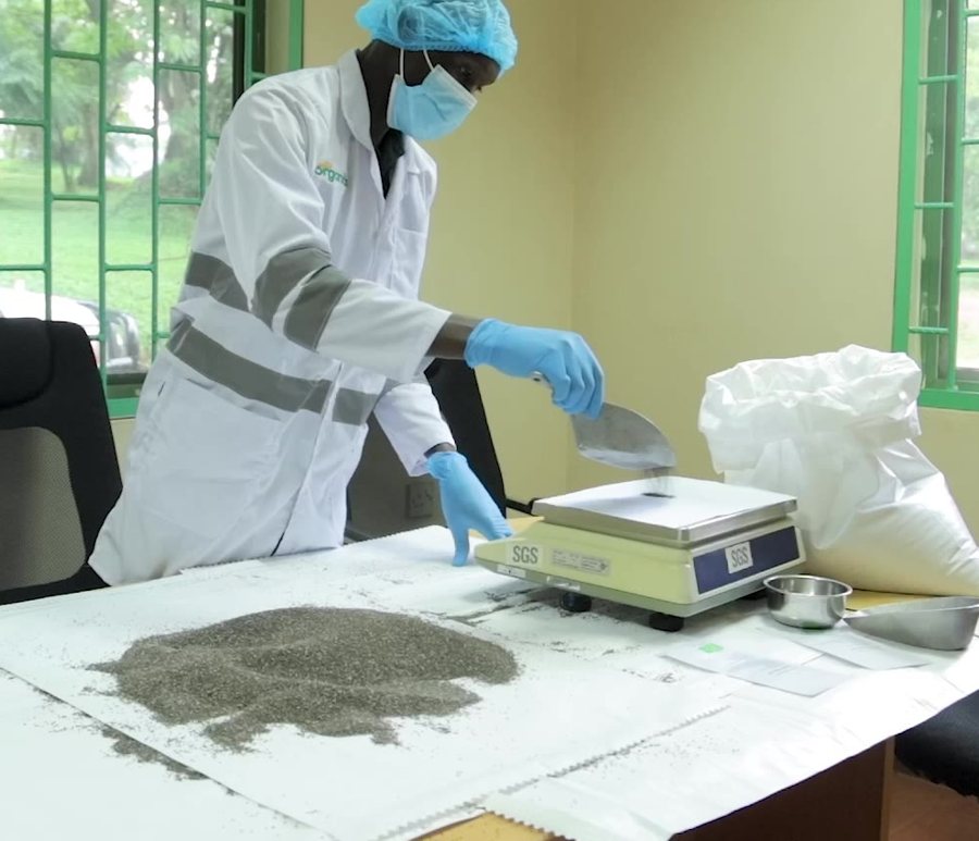 A quality technician weighing and inspecting a chia sample